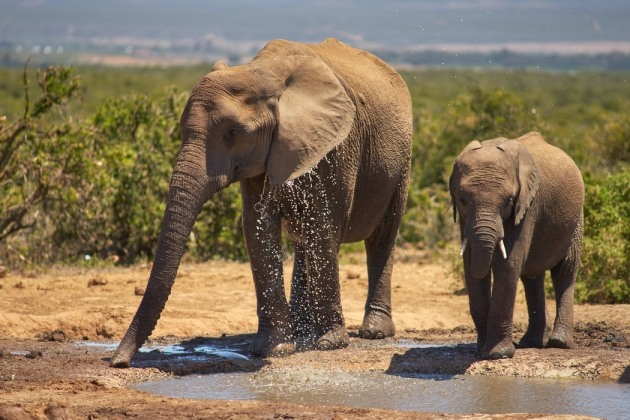 elephant bet || elephant bet zone ficha rápida